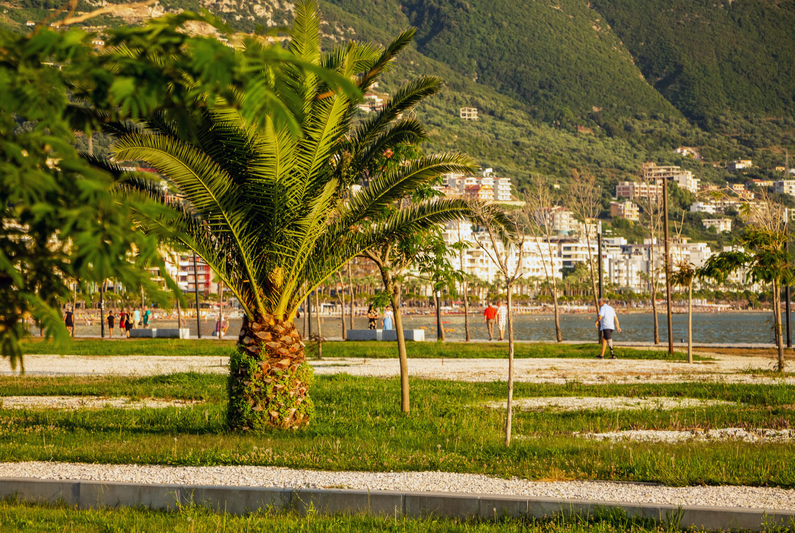 Albania, Vlora, August 2023. A large palm tree on the seashore near the cottages for tourists